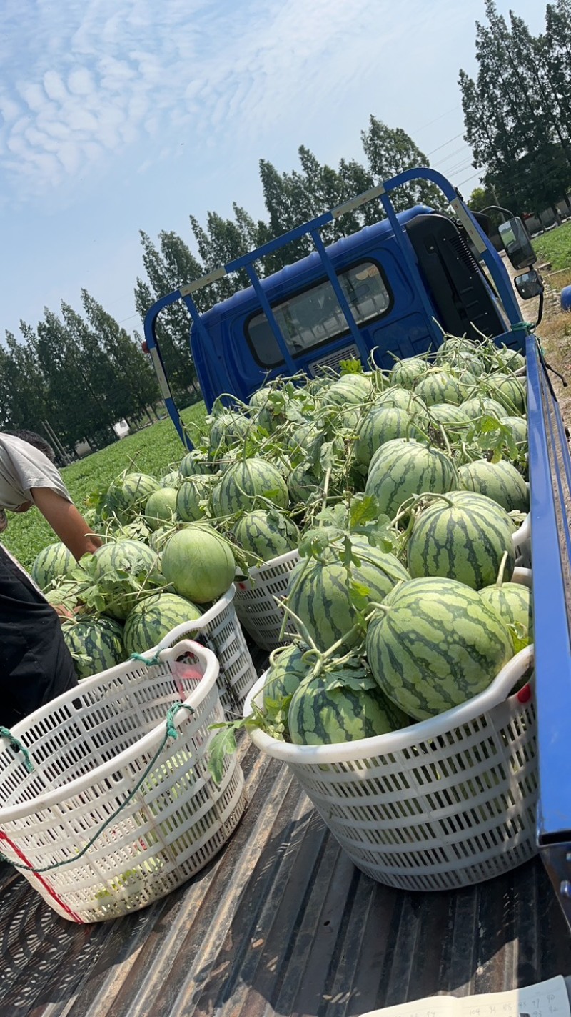 上海本地路天西瓜包熟包甜，需要老板来电、、、