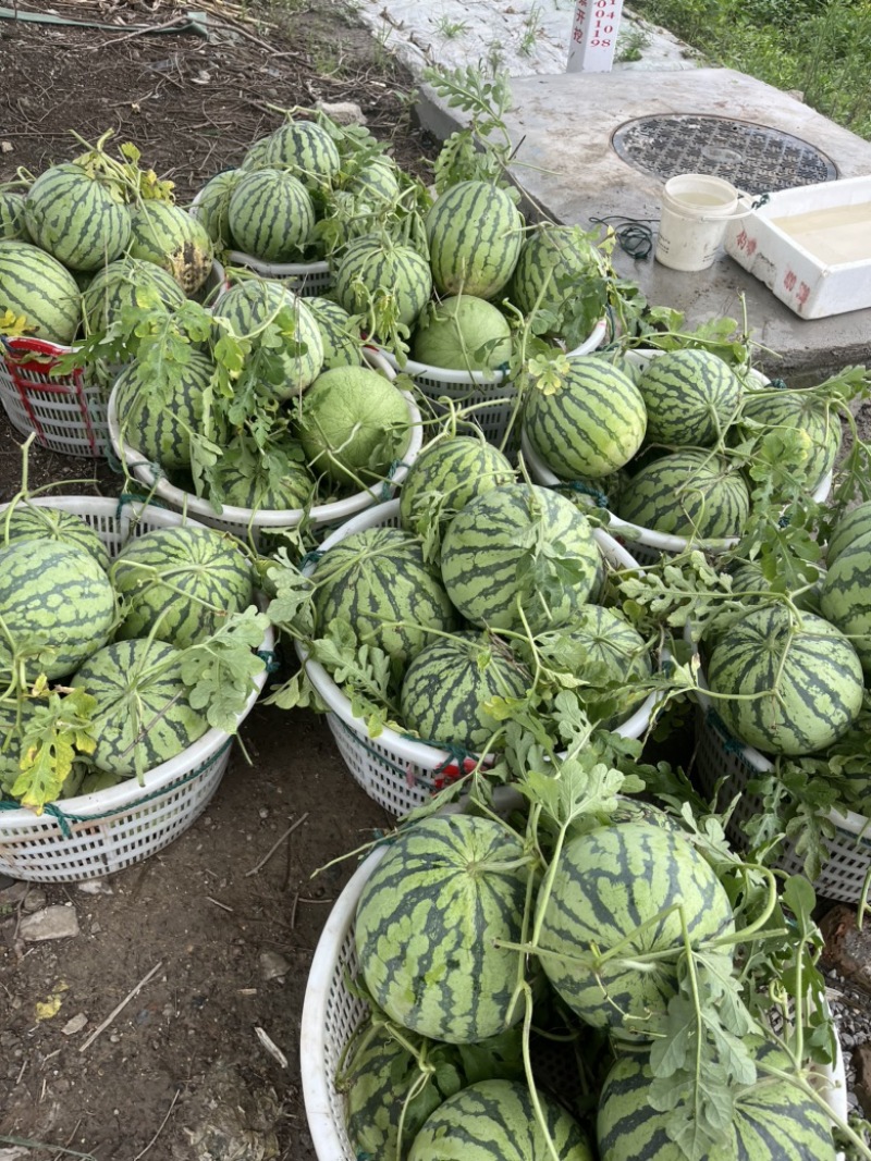 上海本地路天西瓜包熟包甜，需要老板来电、、、