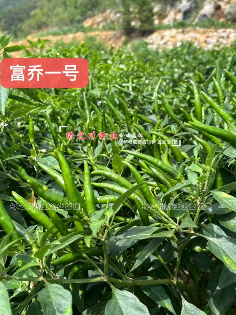 云南热销富乔一号朝天椒种子大果朝天椒种籽高产抗病强