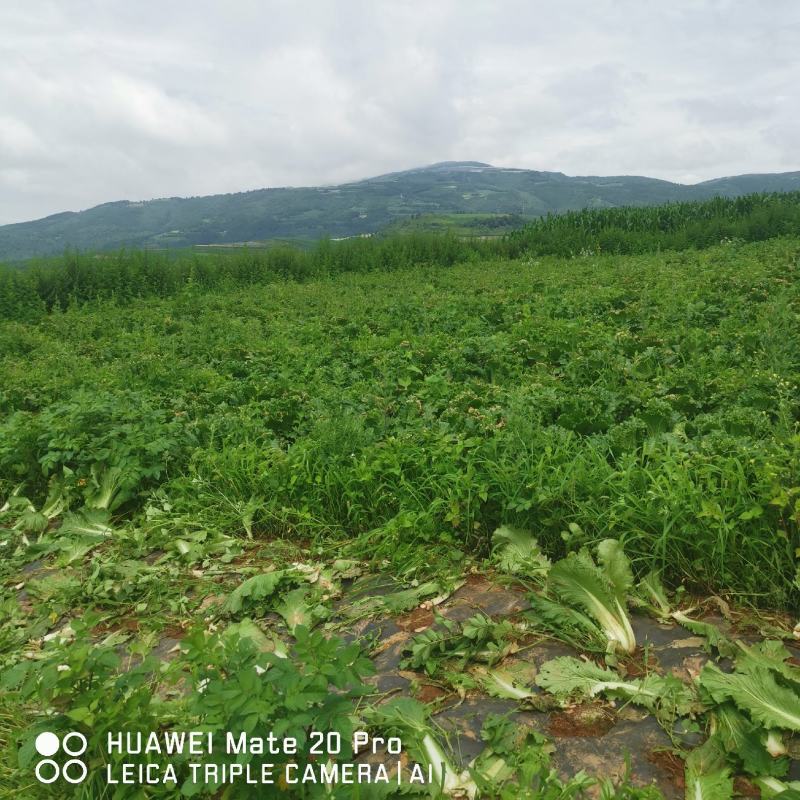 农村自家种植山地露天大白菜德高117，产地直销，量大从优