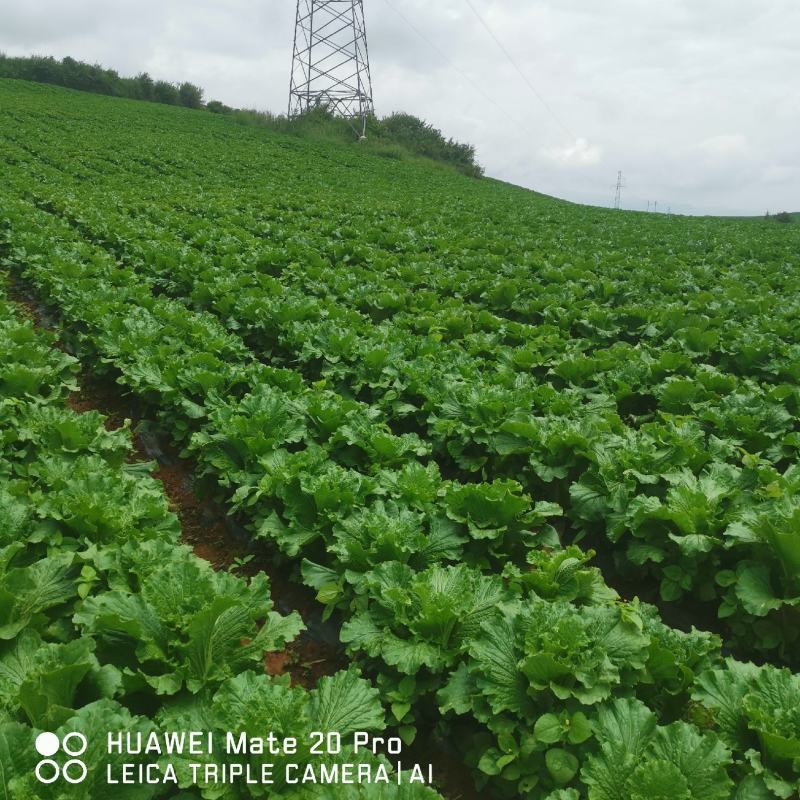 农村自家种植山地露天大白菜德高117，产地直销，量大从优