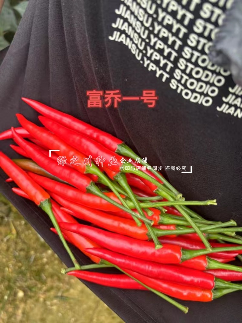 云南热销富乔一号朝天椒种子大果朝天椒种籽高产抗病强