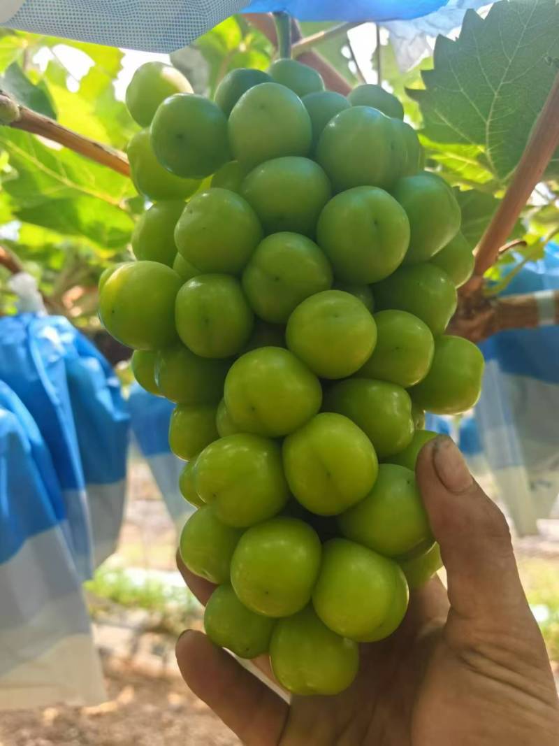 冷库阳光玫瑰个头大品质好一手货源产地直发对接电