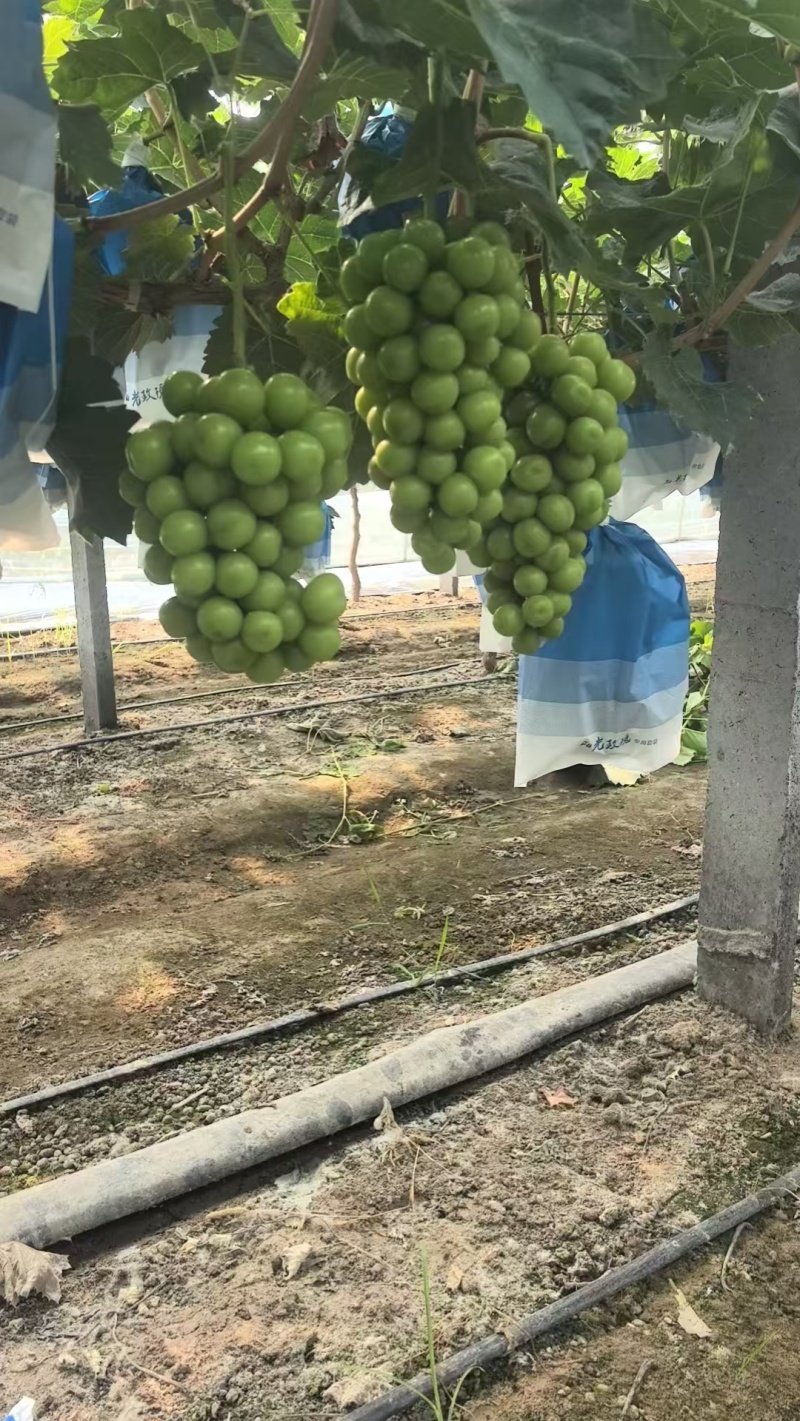 冷库阳光玫瑰个头大品质好一手货源产地直发对接电