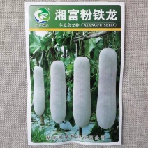 湘富粉铁龙冬瓜种子粉皮炮弹形冬瓜种子瓜腔小肉致密紧