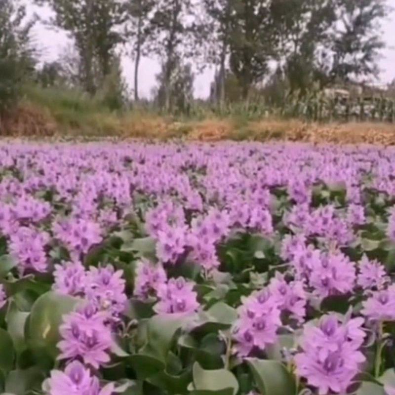 水葫芦，水浮莲