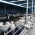 肉羊4%预混合饲料长得快易吸收，效果不好包退可全国发