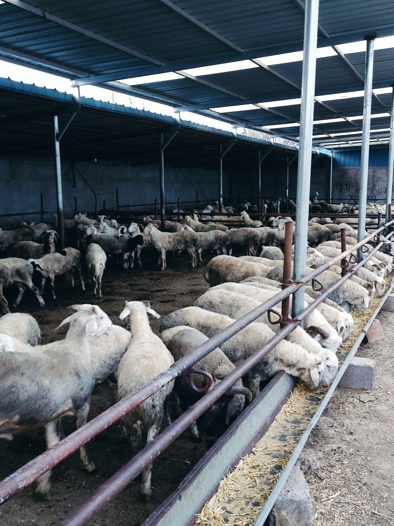 肉羊4%预混合饲料长得快易吸收，效果不好包退可全国发