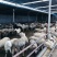 肉羊4%预混合饲料长得快易吸收，效果不好包退可全国发