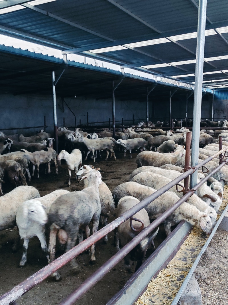 肉羊4%预混合饲料长得快易吸收，效果不好包退可全国发