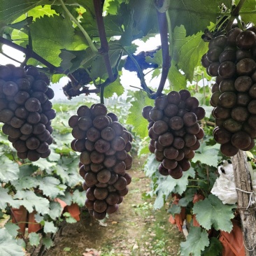 夏黑大量上市