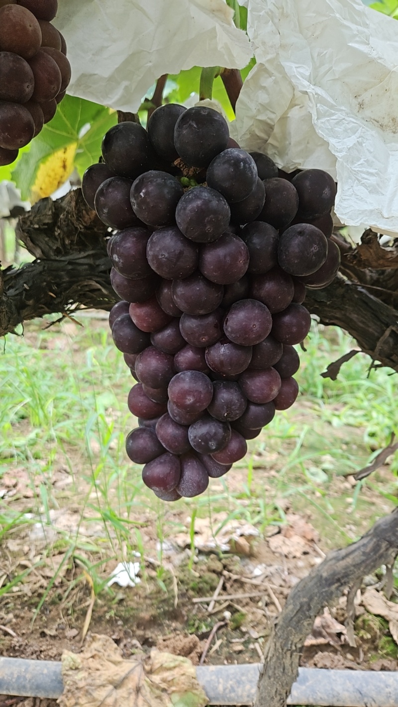 夏黑大量上市