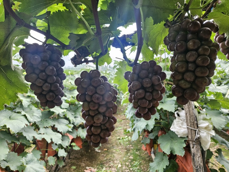 夏黑大量上市