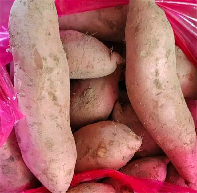 烟薯切开后的金黄果肉