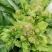 早熟儿菜种子早儿大基地种植早上市卖好价钱