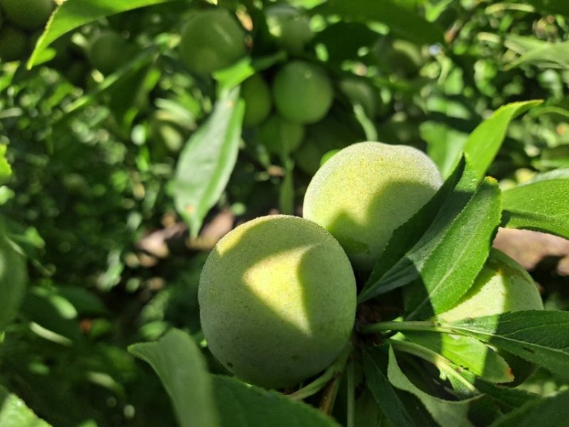 新鲜青脆李子，口感清甜，营养丰富！