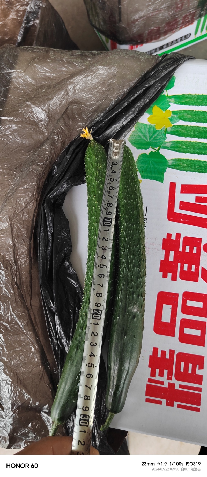 靖远密刺黄瓜，大棚种植技术，当天现摘，条直短把长条