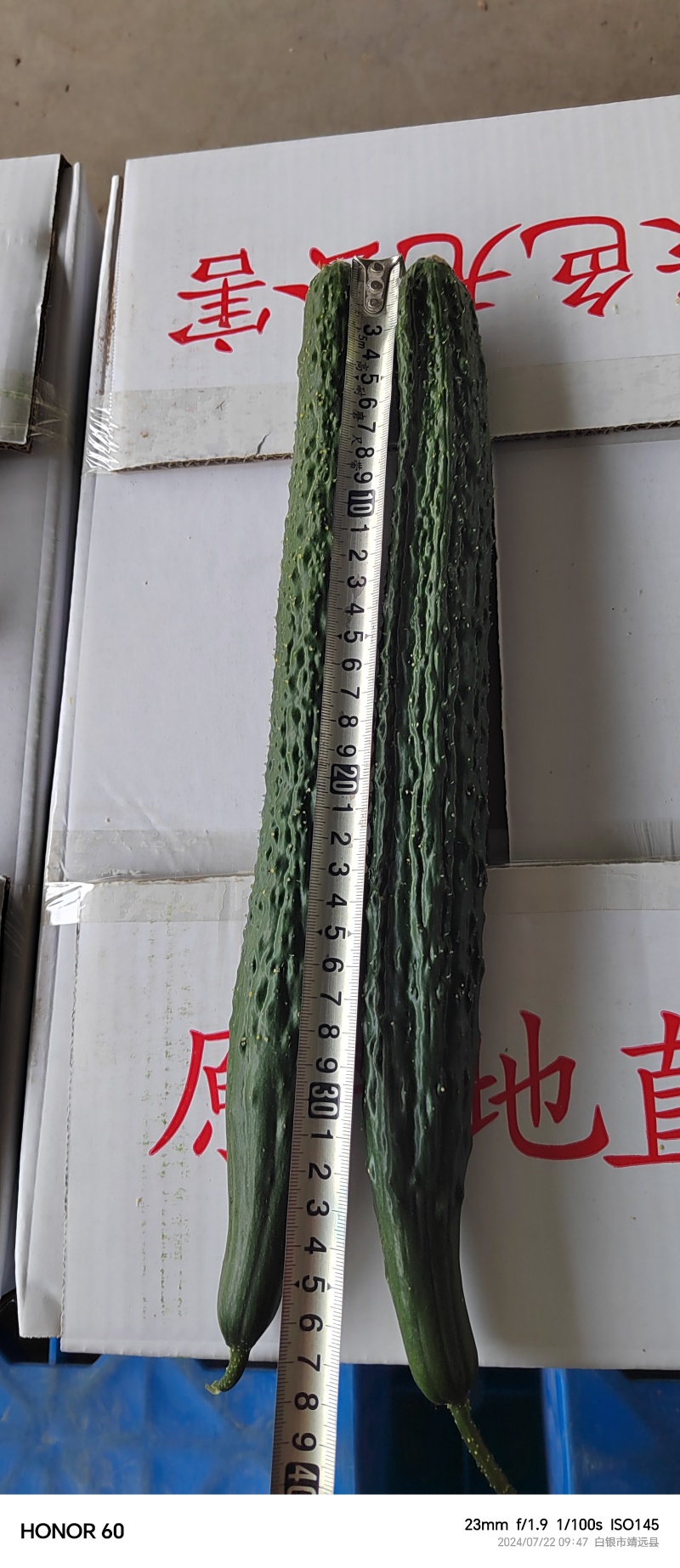 靖远密刺黄瓜，大棚种植技术，当天现摘，条直短把长条