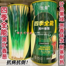四季全能黑叶香葱种子叶色黑绿耐寒耐热抗倒小钢葱种子抗病