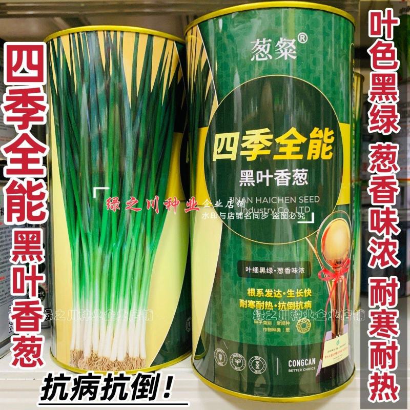 四季全能黑叶香葱种子叶色黑绿耐寒耐热抗倒小钢葱种子抗病