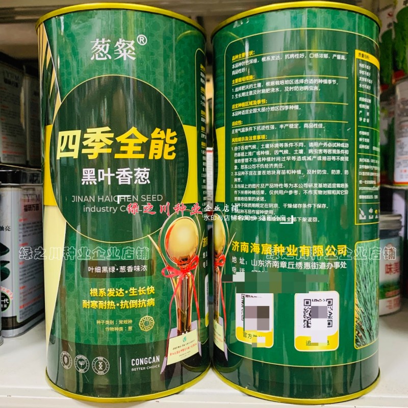 四季全能黑叶香葱种子叶色黑绿耐寒耐热抗倒小钢葱种子抗病