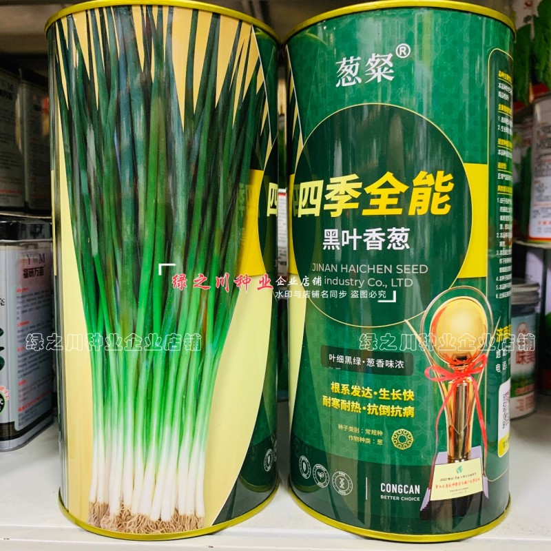 四季全能黑叶香葱种子叶色黑绿耐寒耐热抗倒小钢葱种子抗病