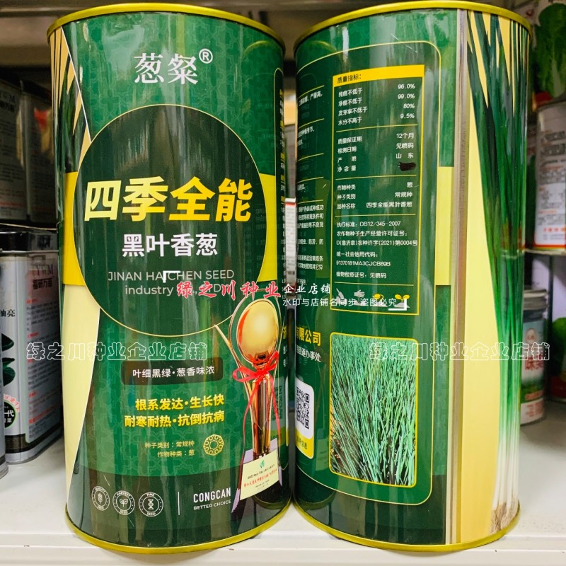 四季全能黑叶香葱种子叶色黑绿耐寒耐热抗倒小钢葱种子抗病