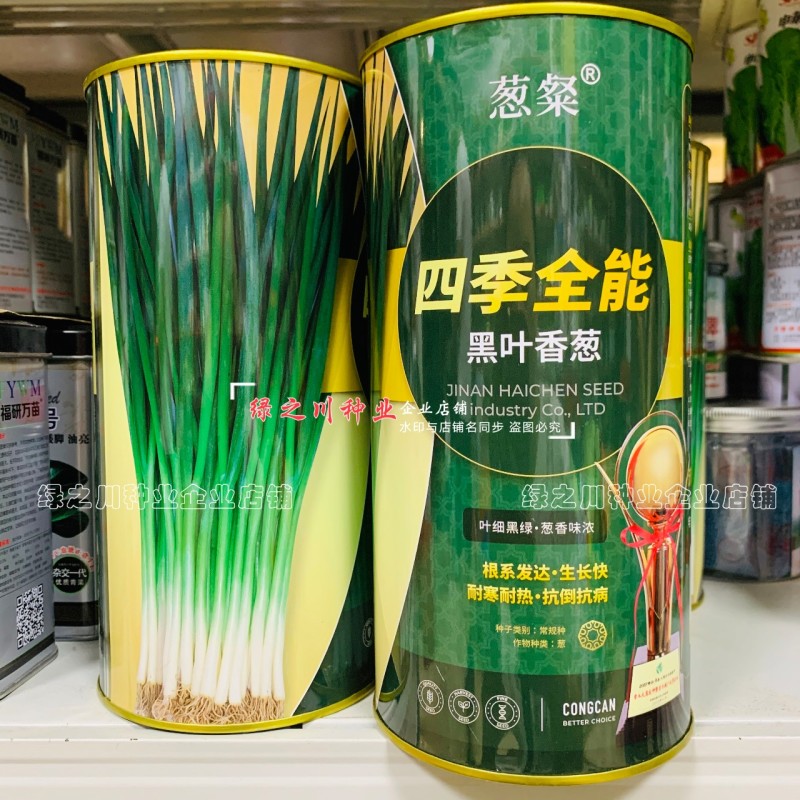 四季全能黑叶香葱种子叶色黑绿耐寒耐热抗倒小钢葱种子抗病