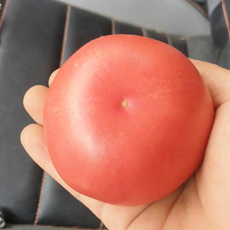 新开园硬粉西红柿