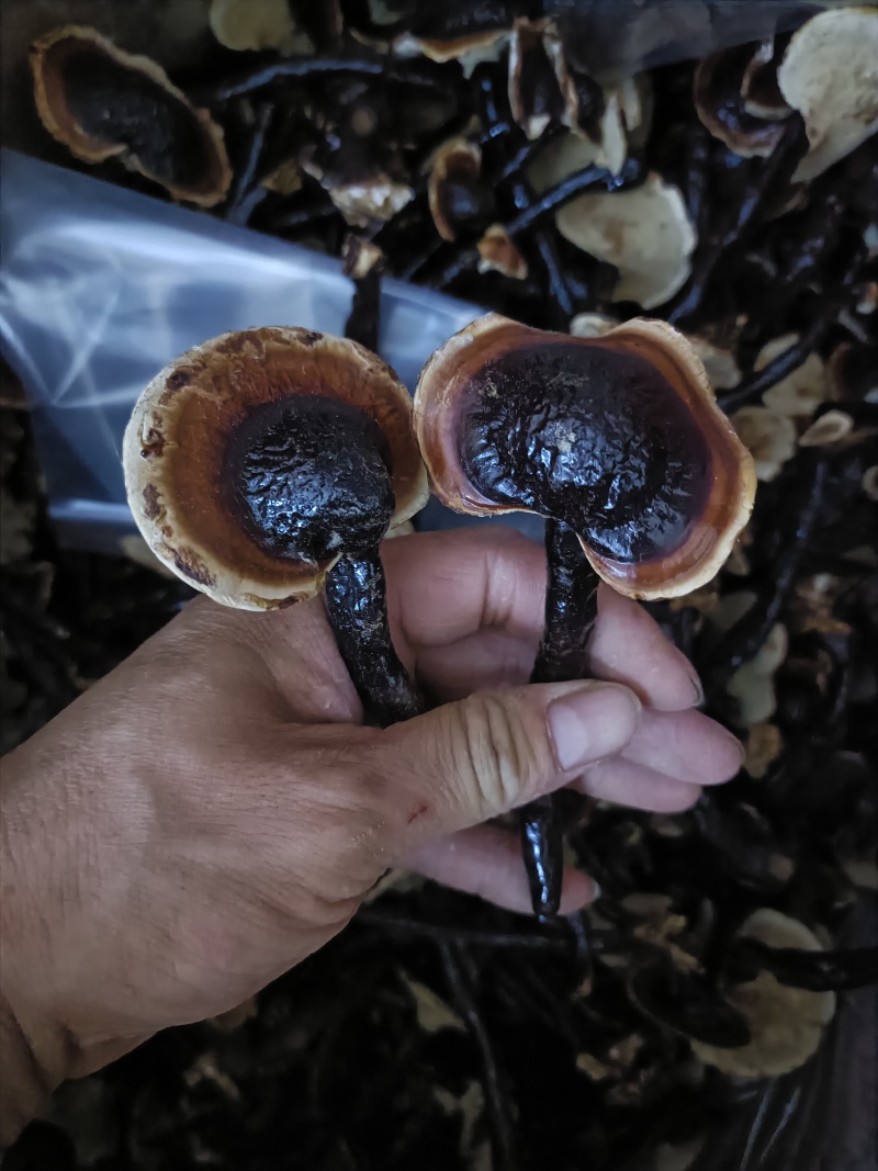 灵芝，野生灵芝种植的灵芝均有货各种规格供应！