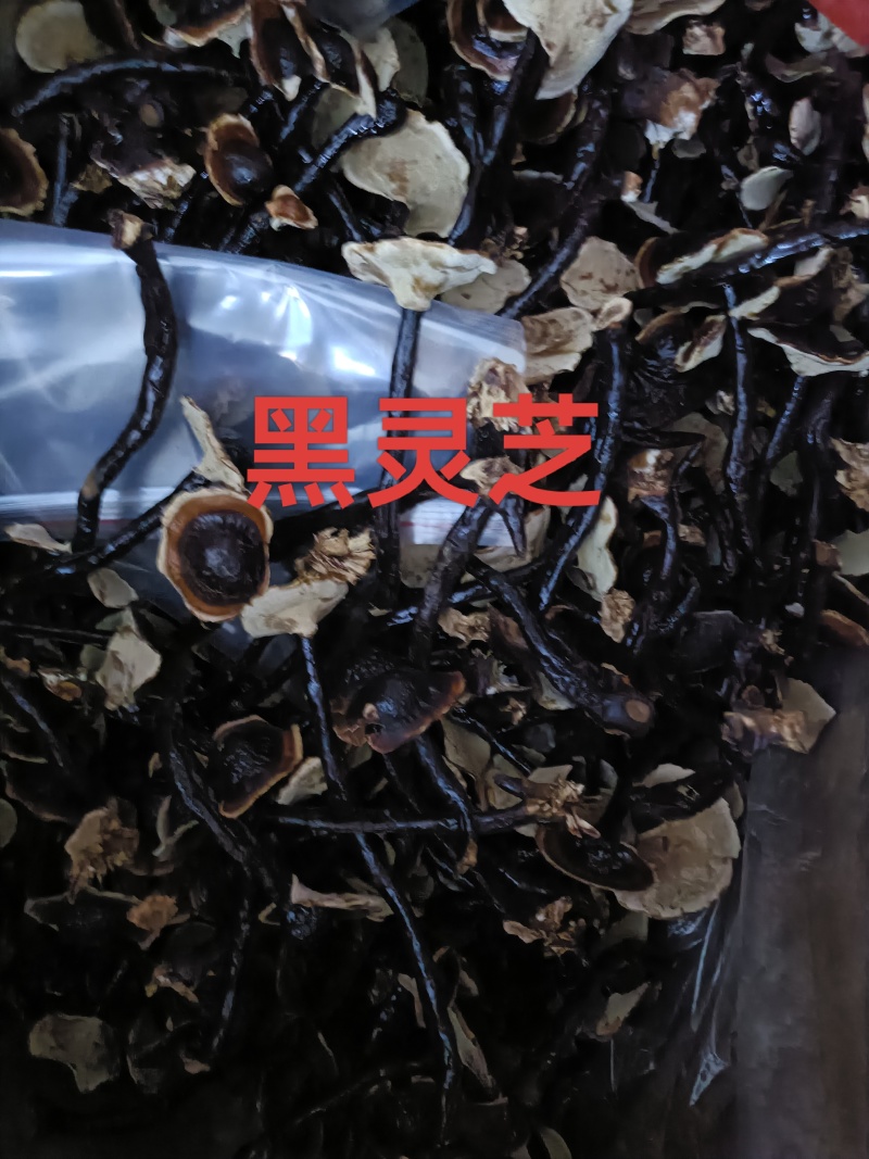 灵芝，野生灵芝种植的灵芝均有货各种规格供应！
