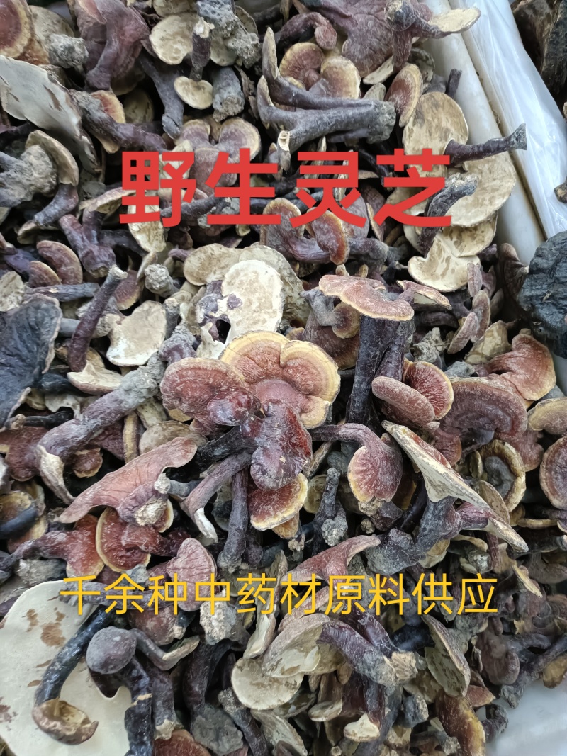 灵芝，野生灵芝种植的灵芝均有货各种规格供应！