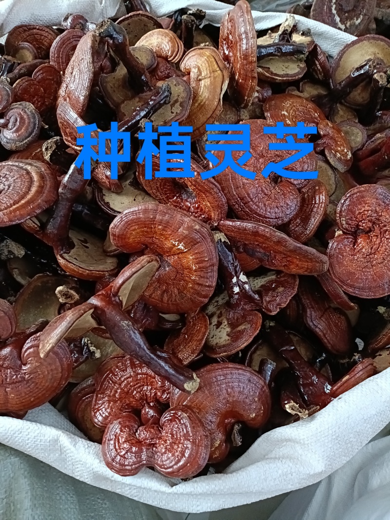 灵芝，野生灵芝种植的灵芝均有货各种规格供应！