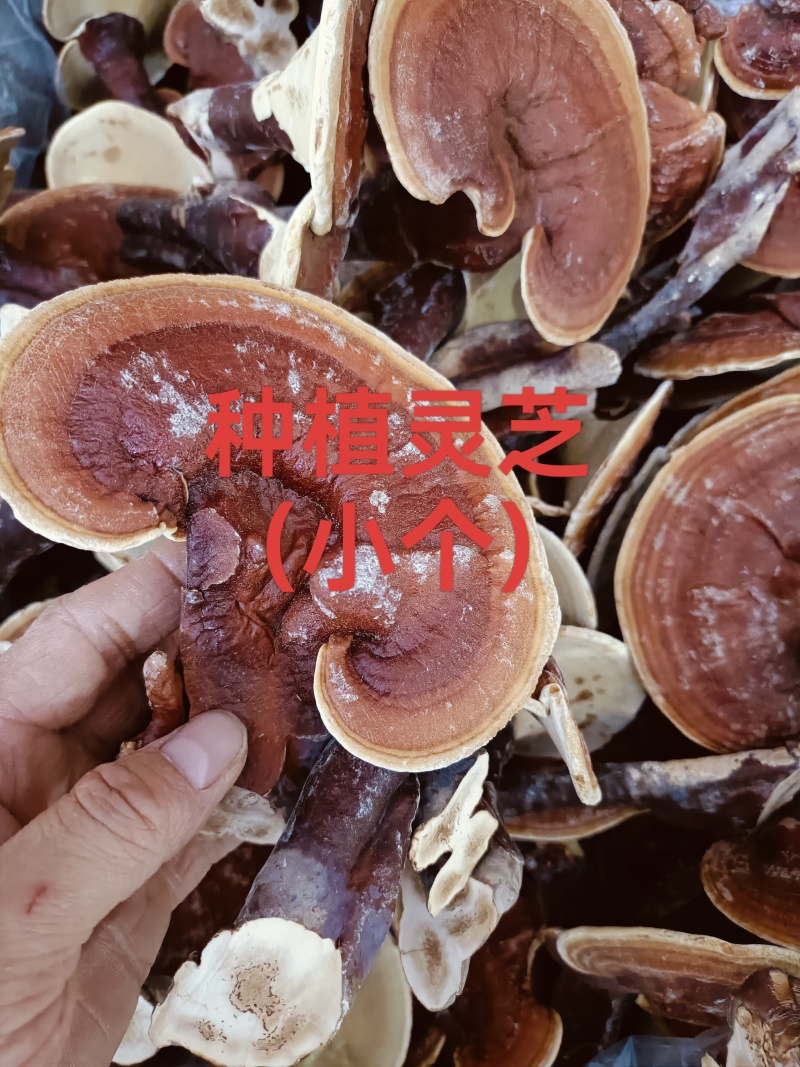 灵芝，野生灵芝种植的灵芝均有货各种规格供应！