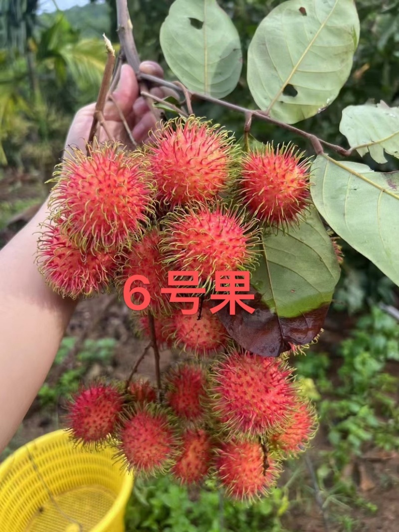 海南保亭红毛丹产地代办供应全国批发市场社区团购