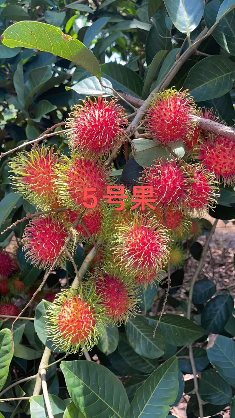 海南保亭红毛丹产地代办供应全国批发市场社区团购