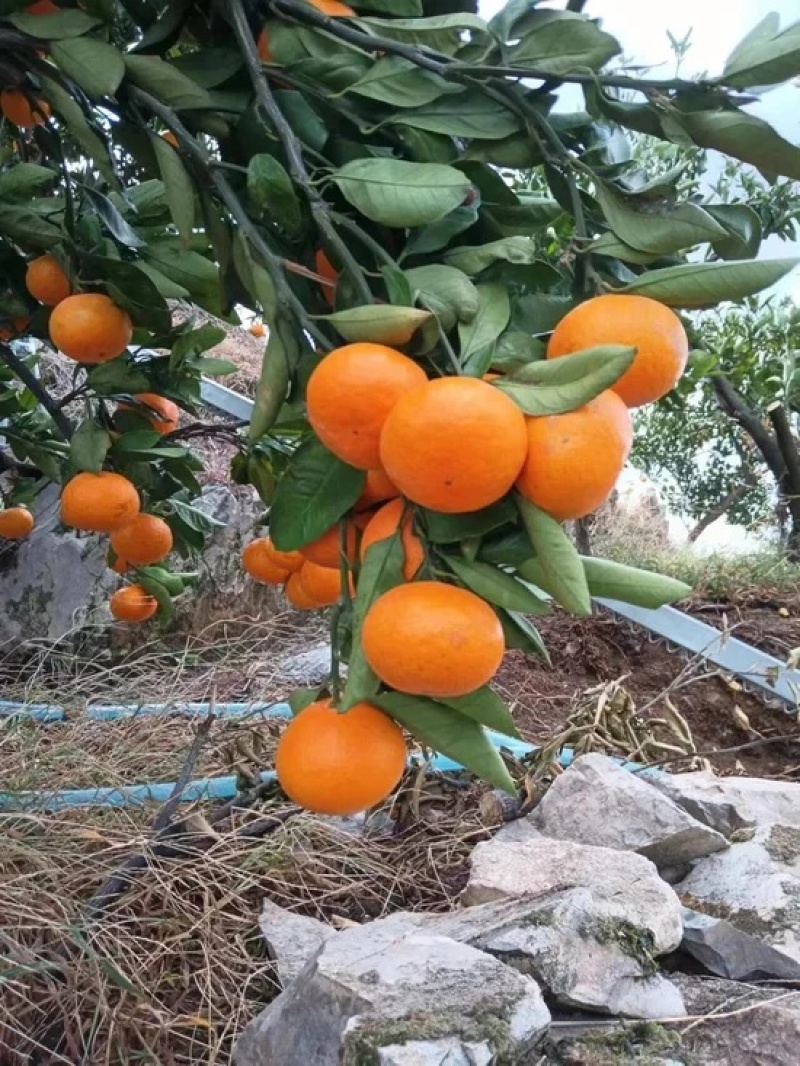 湖南怀化早蜜桔肉质细腻一手货源产地直销质量保证全国发货