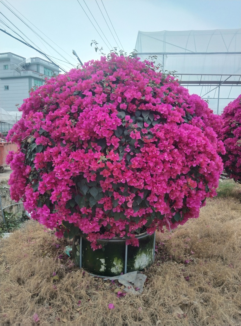 红花三角梅花瓶造形同安红球形潮州红三角中国红三角梅
