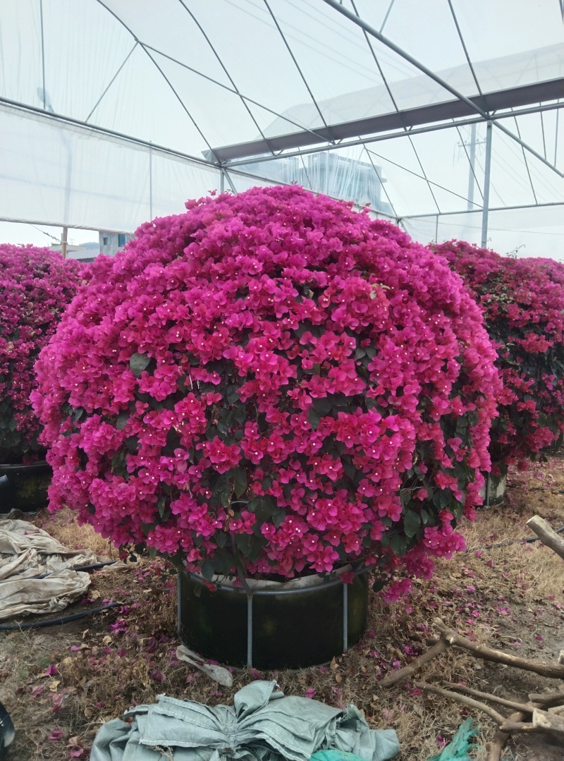 红花三角梅花瓶造形同安红球形潮州红三角中国红三角梅