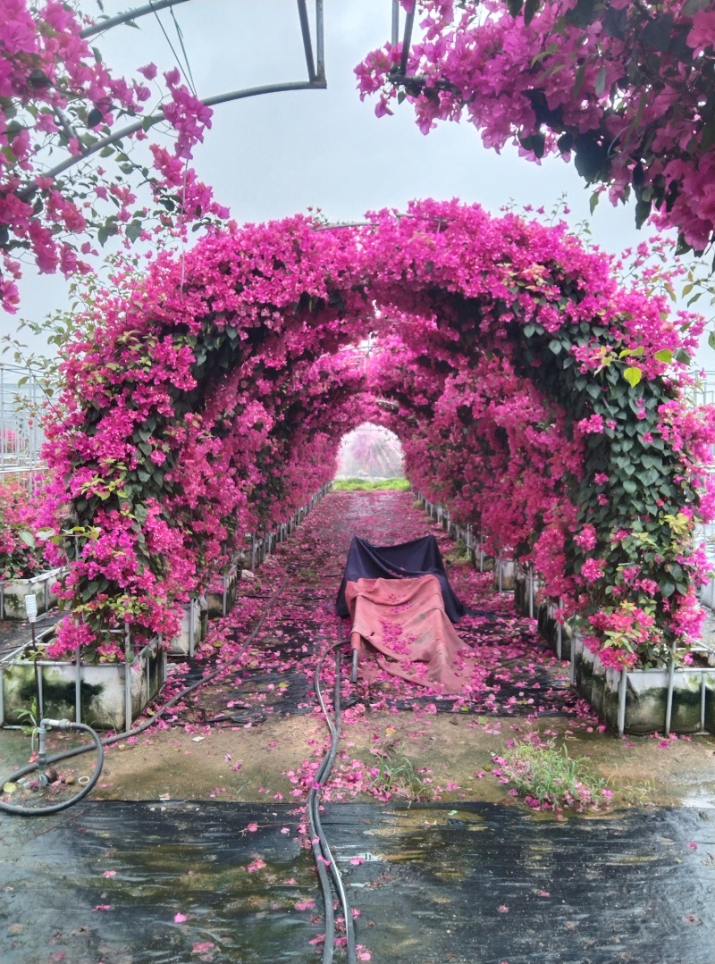 红花三角梅花瓶造形同安红球形潮州红三角中国红三角梅