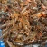 潜江小龙虾大虾苗