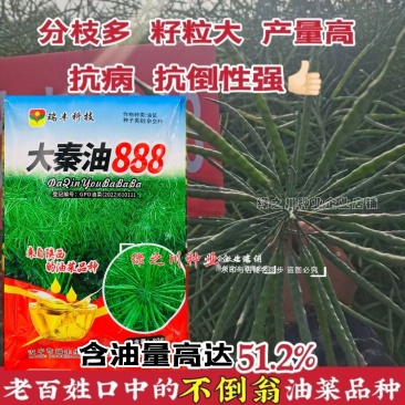 陕西油菜种子大秦油888油菜籽种子抗病抗倒耐寒出油高油菜