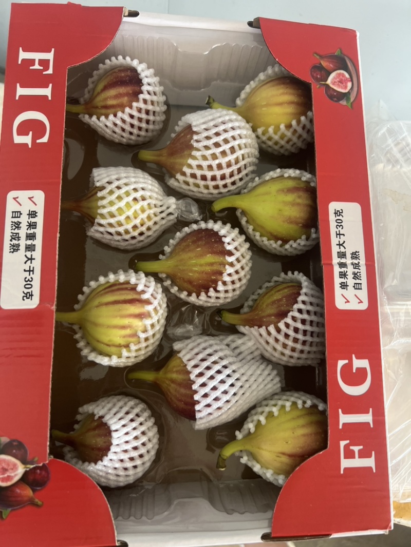 广东本地无花果