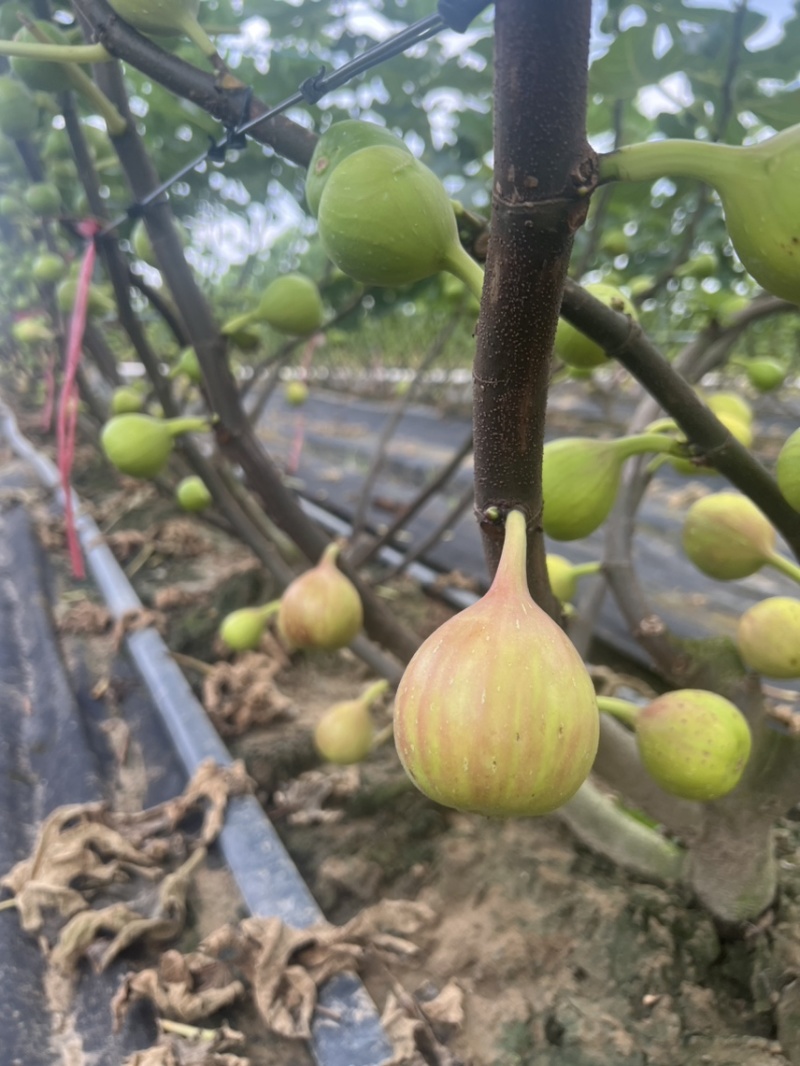 广东本地无花果