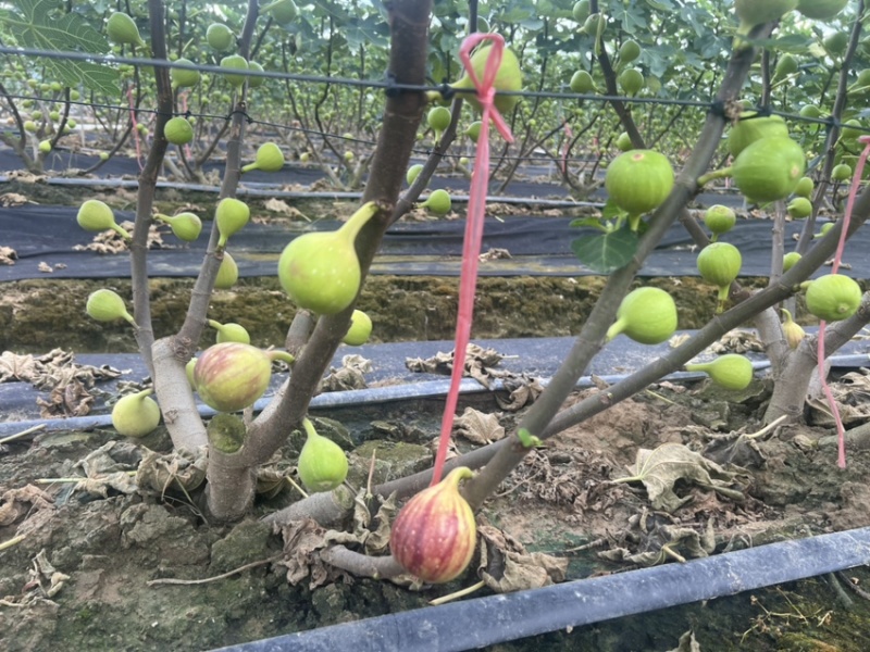 广东本地无花果