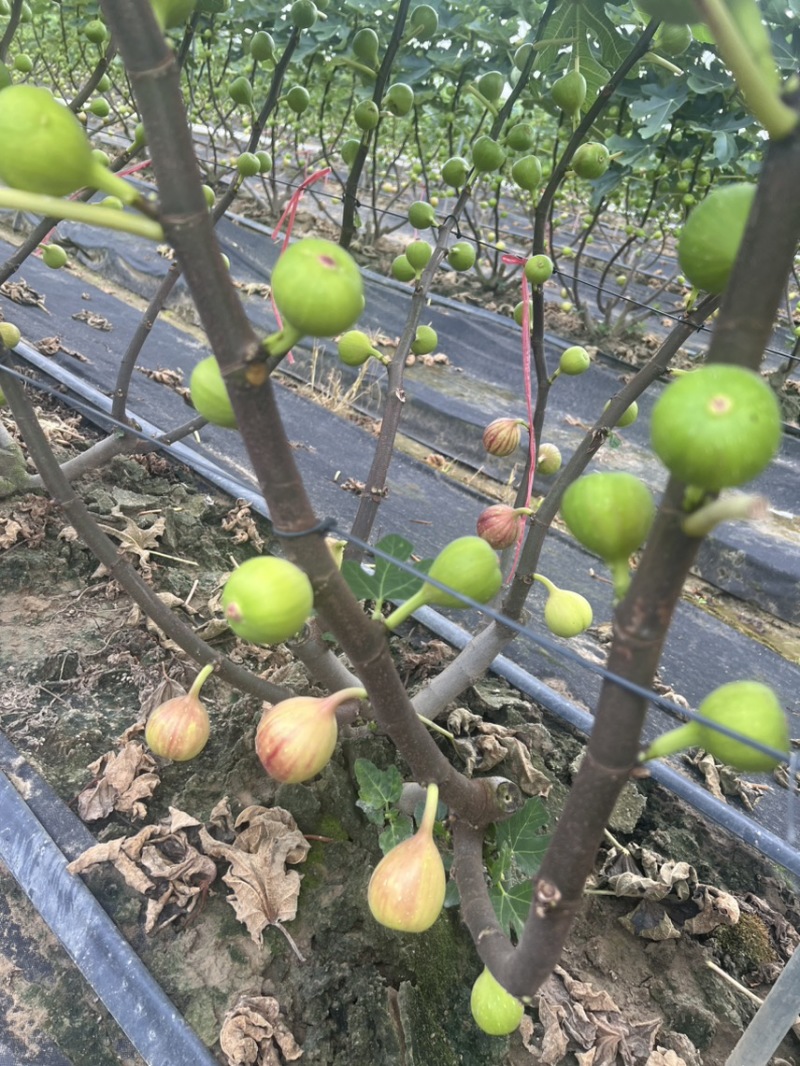 广东本地无花果