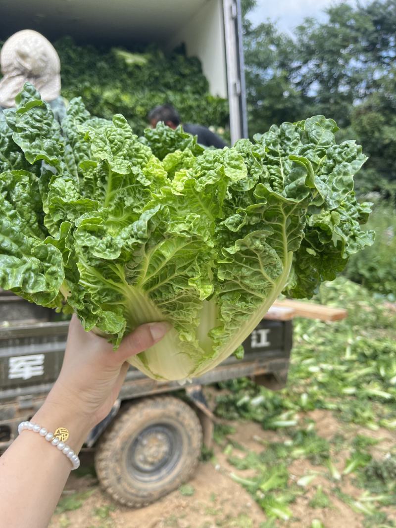 毛白菜，白菜，产地一条龙服务，量大从优，价格美丽