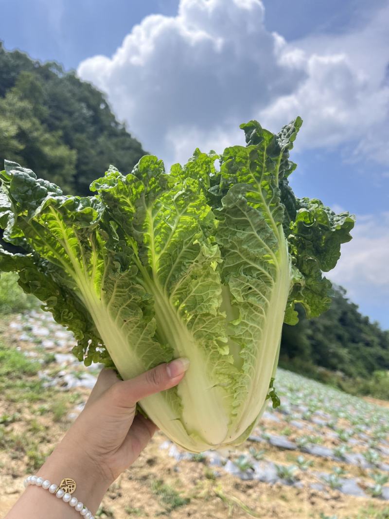 毛白菜，白菜，产地一条龙服务，量大从优，价格美丽