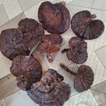 广西精品紫灵芝产地直供品质保证量大从优欢迎咨询