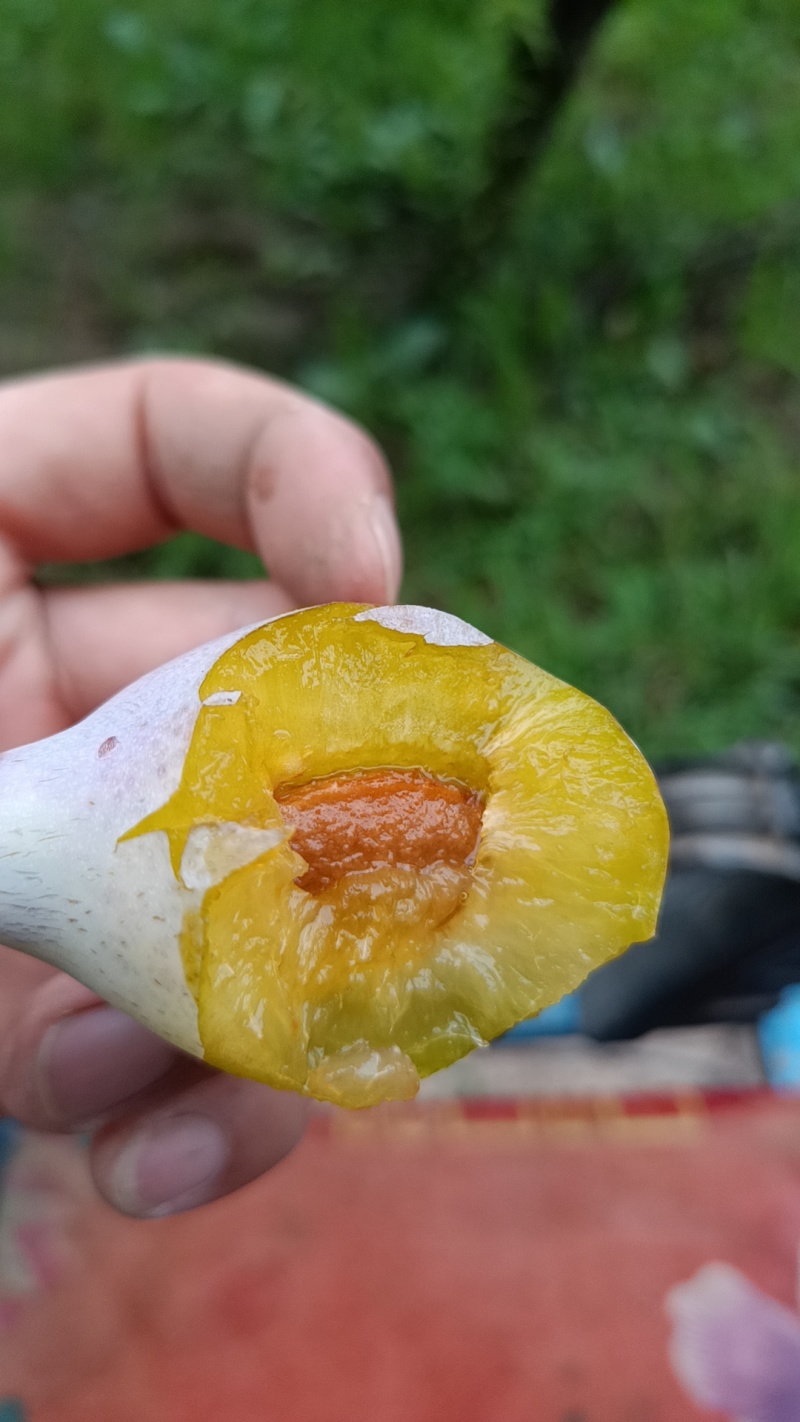 法兰西梅